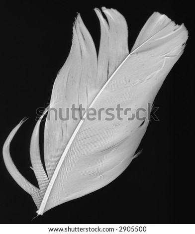 macro shot of white feather