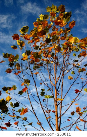 fall tree against blue sky