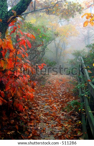 foggy fall path
