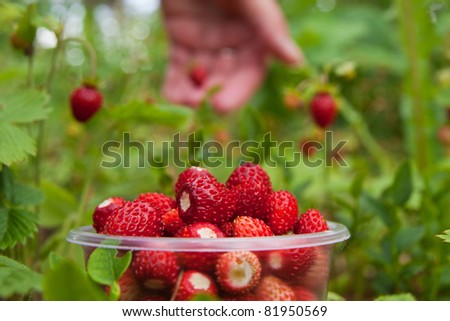 Wild strawberry gathering in wood