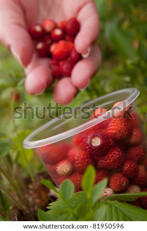Wild strawberry gathering in wood-