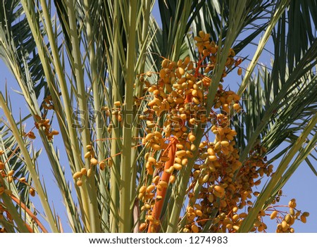 Palm in Crete, Greece