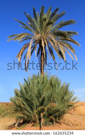 Morocco, Marrakesh, Palmeraie, good example of an isolated date palm tree with a surrounding cluster of its seedlings / saplings