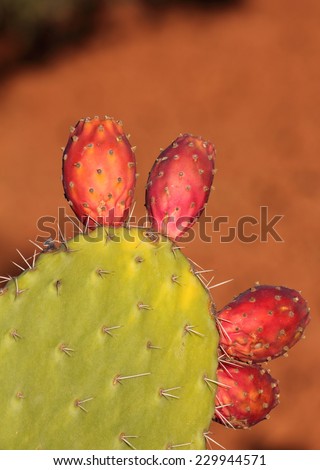 Ripe Prickly pear or paddle cactus and red fruit against a natural background. Cactaceae, Opuntia (botanical)