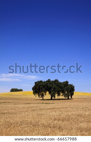 Portugal Alentejo region typical landscape with wheat field and solitary cork oak in a deep blue sky