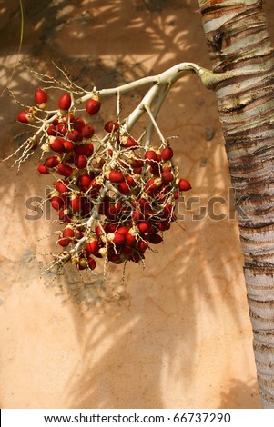 Dominican Republic Palm nuts against a peach colored rustical Caribbean house