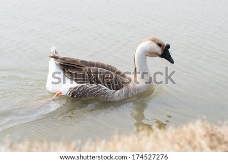 Canadian goose swimming away from bank of a pond