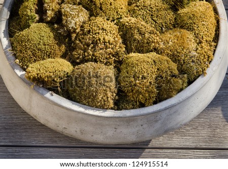 Detailed macro photo of stylish rustic stone urn displaying moss ball garden on an old wooden table in French village.