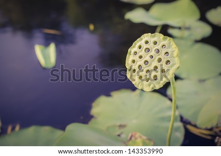 Peaceful tranquil pond with lily pad