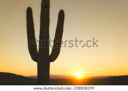 Desert sunset with Saguaro cactus tree in foreground and space for copy text or message on right.