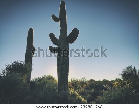 Desert morning sunrise - saguaro cactus tree