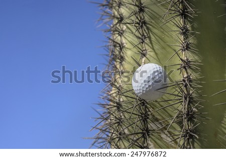 Golf ball stuck in a cactus tree after a wild swing
