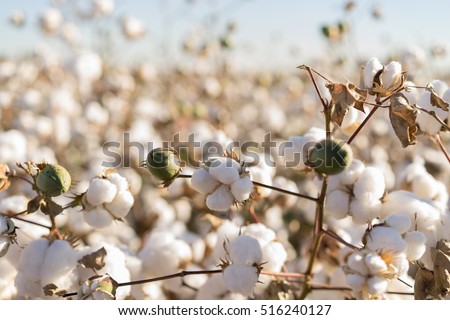 Cotton ball in full bloom - agriculture farm crop image