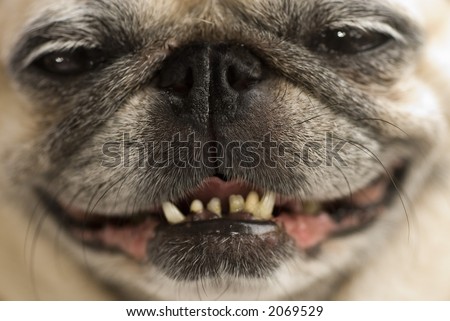 stock-photo-a-pug-with-a-cheeky-smile-2069529.jpg