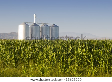 stock photo : Corn crop with farm silos and mountains in background