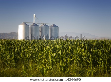 Corn crop with farm silos and mountains in background