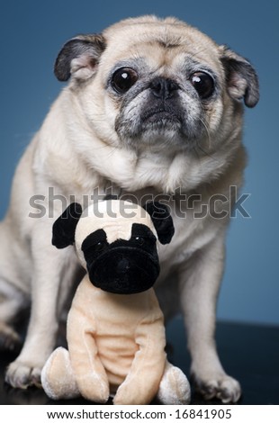 funny pug pictures. stock photo : Funny Pug with