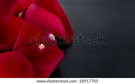 Romantic rose petals on a black background