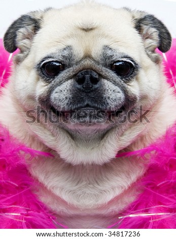 funny cute. stock photo : Funny cute pug