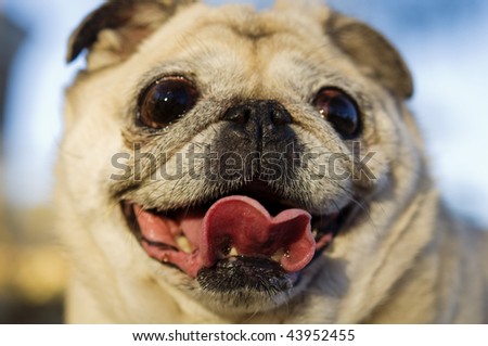 Happy cute smiling pug dog face with focus on tongue.