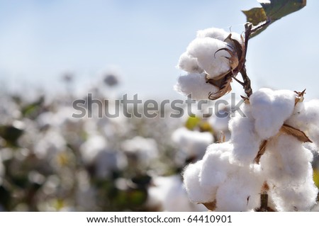 Close-up of Ripe cotton bolls on branch