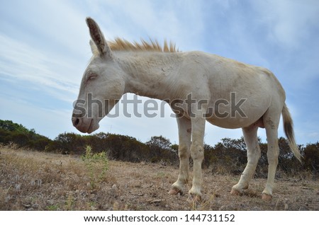 White Donkey Asinara - Sardinia