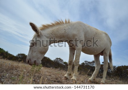 White Donkey Sardinia . Asinara island