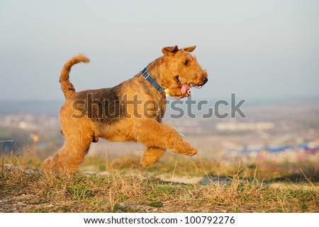 purebred airedale terrier outdoors