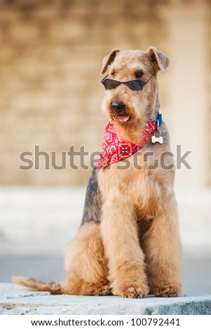 purebred airedale terrier outdoors