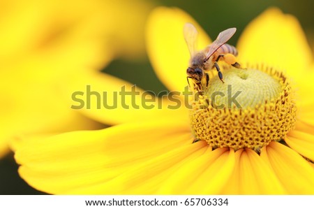 Bee Spreading Pollen