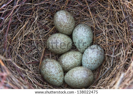 magpie\'s nest with seven eggs