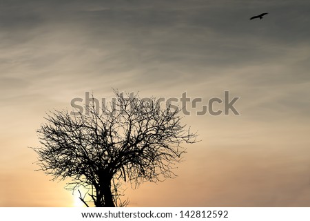 silhouette of the tree and birds on the background of sunset