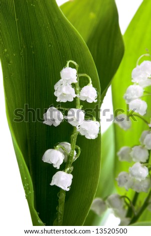 White lilies of the valley in drops of water on a white background