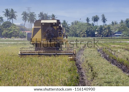 Farm worker harvesting rice with harvesting machine in Malaysia