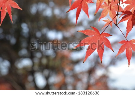 Red maple leaf in park at Japan.