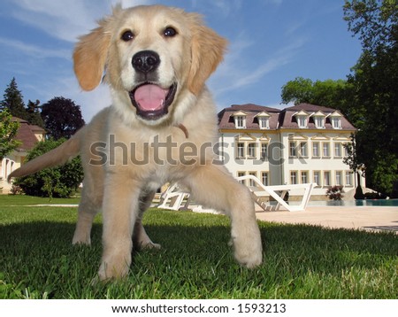 golden retriever puppy playing. stock photo : Golden Retriever Puppy Playing in the Garden