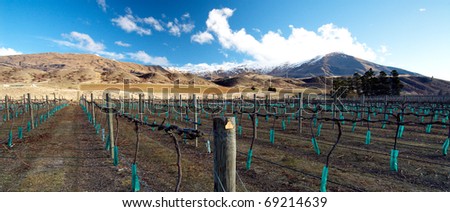 A winery and bare vines at a Central Otago winery on New Zealand's South Island. This area is reknowned for it's splendid Pinot Noir varieties