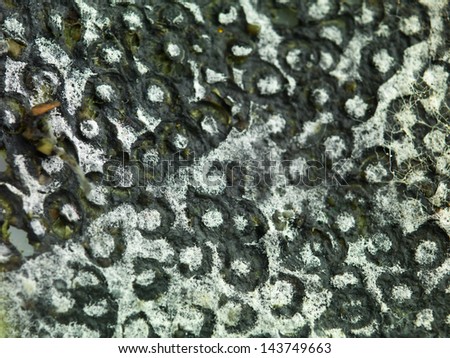 closeup of a surface invaded by mold, with an uneven round texture