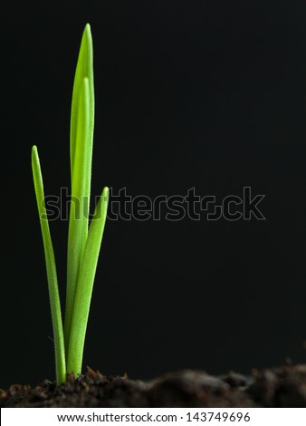youg plant with long and thin leaves sprouting from dark fertile soil against a dark background