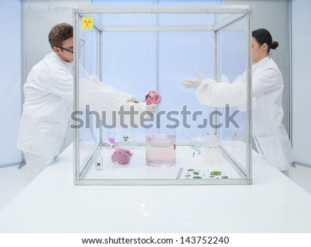 two scientists in the lab, a man and a woman, experimenting on a chunk of raw meat and a dead animal\'s head with biological cultures in a sterile chamber