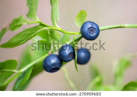 Bilberry, wood berry on a branch at the forest macro (Natural)