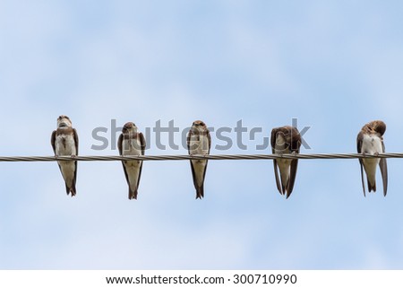 House martins on a wire
