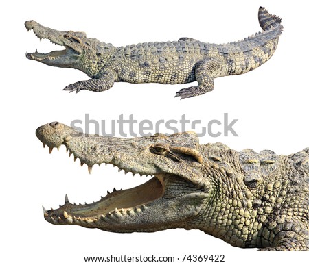 Crocodile On White Background Stock Photo 74369422 : Shutterstock