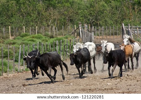 Charging Bulls and Horses