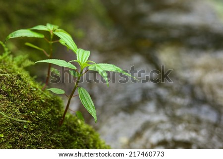 Small plant on moss-covered rock at a small stream in the cloud forest close to Rio Verde in Central Ecuador (Very Shallow Depth of Field, Focus onto the two smallest leaves on the top of the plant)