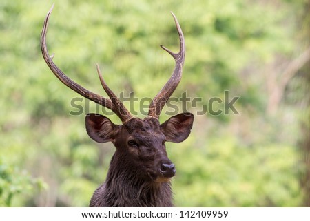 sambar deer head