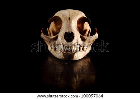 cat skull isolated on the black background