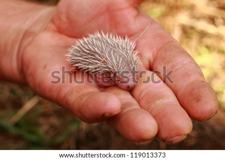 small hedgehog in the human hand