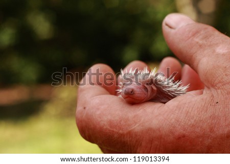 small hedgehog in the human hand