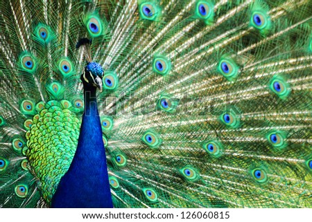 peacock as nice animal background